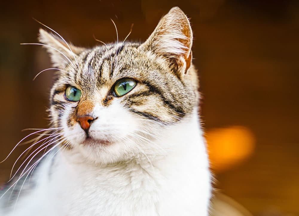 Close-up of a tabby cat with striking green eyes, looking to the side. The vet's favorite patient has a white chest, brown and black striped fur, and a focused expression. The background is softly blurred with warm tones.