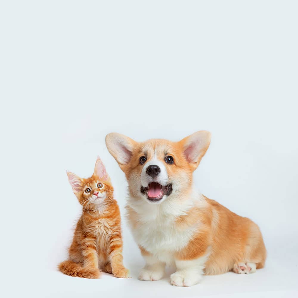 A fluffy orange kitten and a cheerful corgi puppy sit side by side, like they'd just returned from the vet. The kitten looks up curiously, while the corgi grins widely. Both animals sport soft, orange fur against a light background, exuding health and happiness.