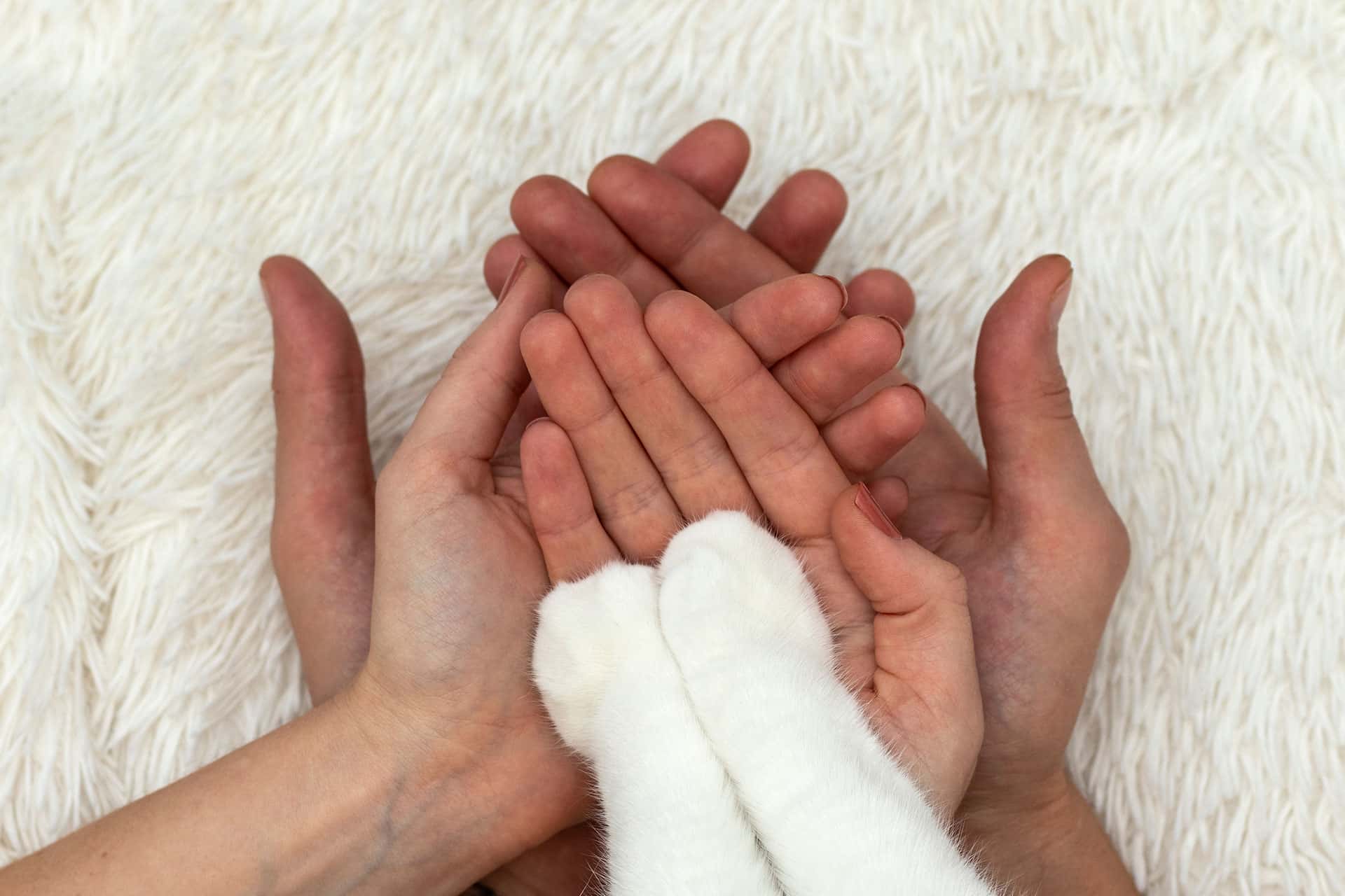 Two human hands are cupped together, palms up, resting on a white fuzzy surface. Two white animal paws, likely a cat or small dog, are gently placed on the palms, creating a layered effect—a moment that captures the tender bond often seen in the care of a veterinarian.