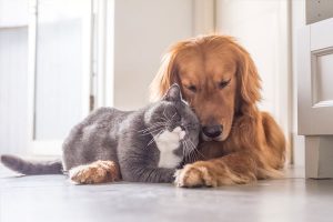 Dog and Cat Friends