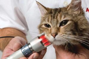 cat therapeutic lasers deliver specific red and near-infrared