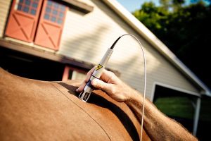 Horse Laser-Therapy Treatment