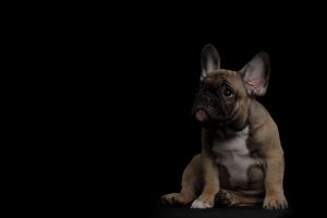 Funny French Bulldog Puppy Cute Sitting and Pity Looking up , Front view, Isolated on black background