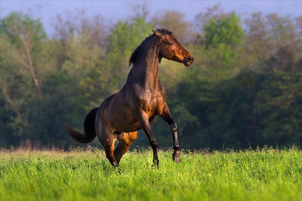 Bay horse with long mane rearing up in spring field