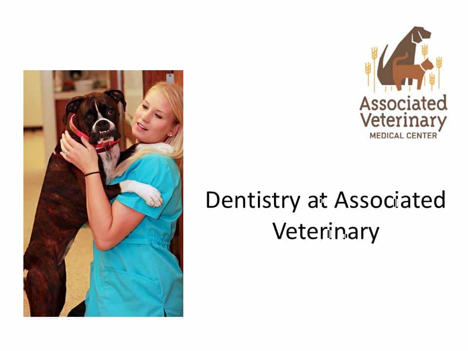 Dentistry Procedure at Associated Veterinary