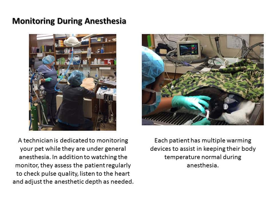 Dentistry Procedure at Associated Veterinary