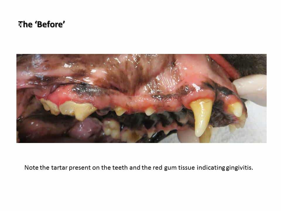 Dentistry Procedure at Associated Veterinary