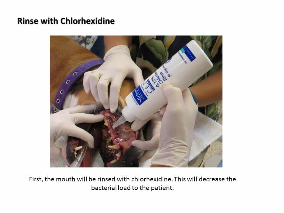 Dentistry Procedure at Associated Veterinary