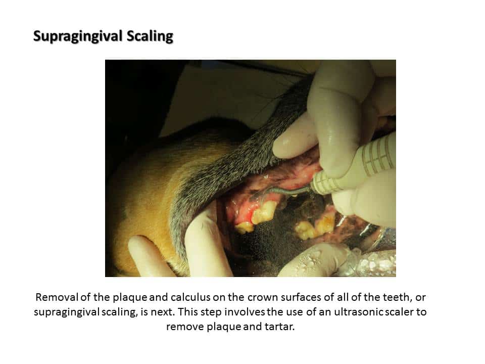 Dentistry Procedure at Associated Veterinary