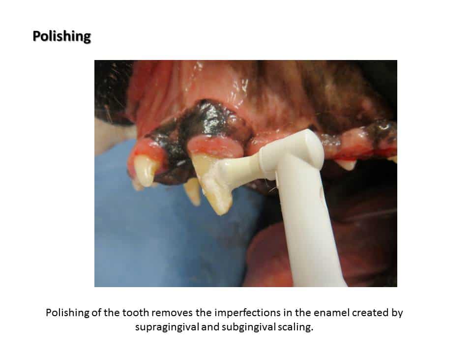 Dentistry Procedure at Associated Veterinary