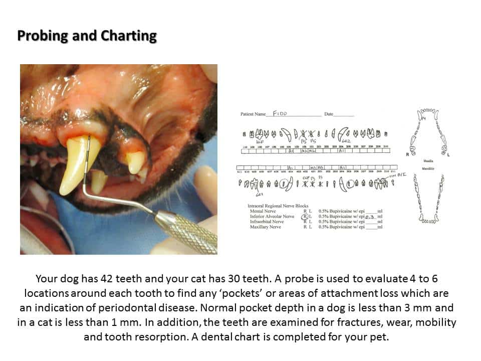 Dentistry Procedure at Associated Veterinary