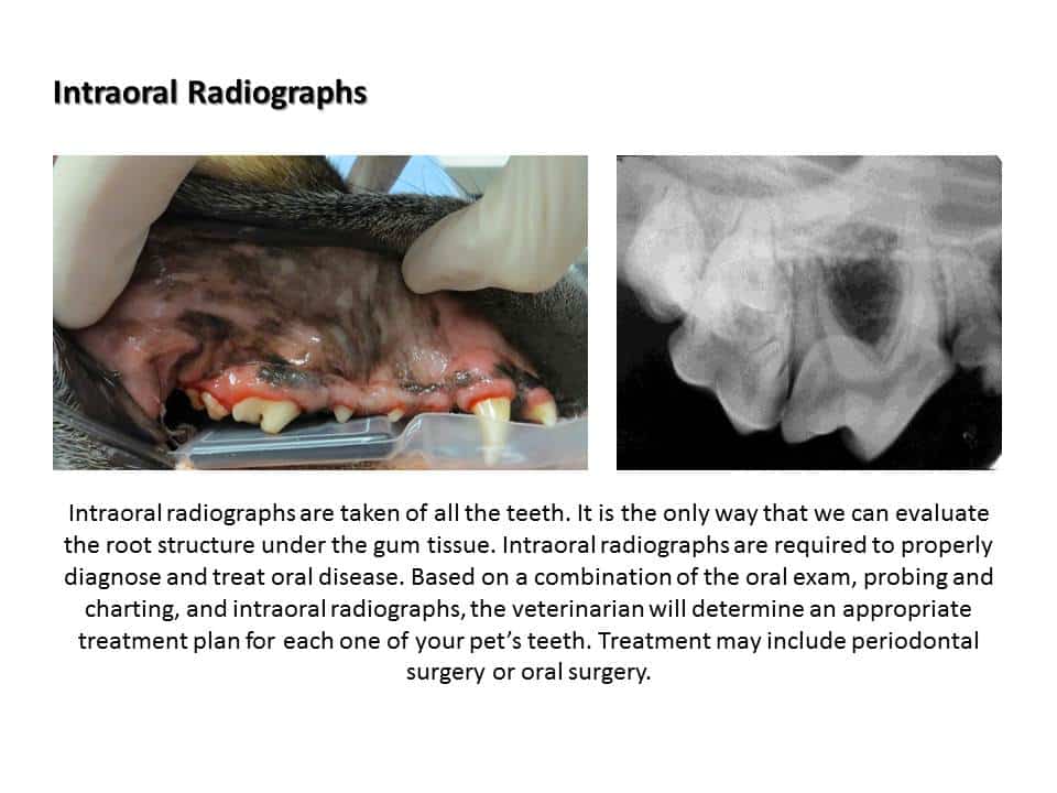 Dentistry Procedure at Associated Veterinary