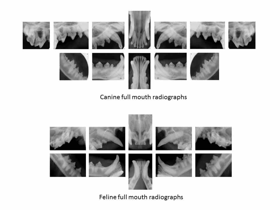 Dog teeth x-ray