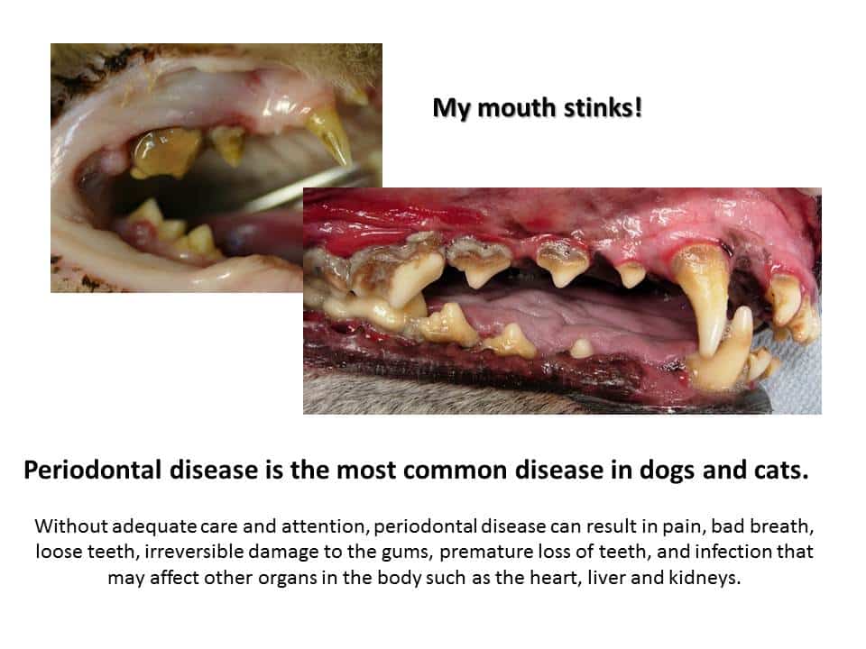 Dentistry Procedure at Associated Veterinary