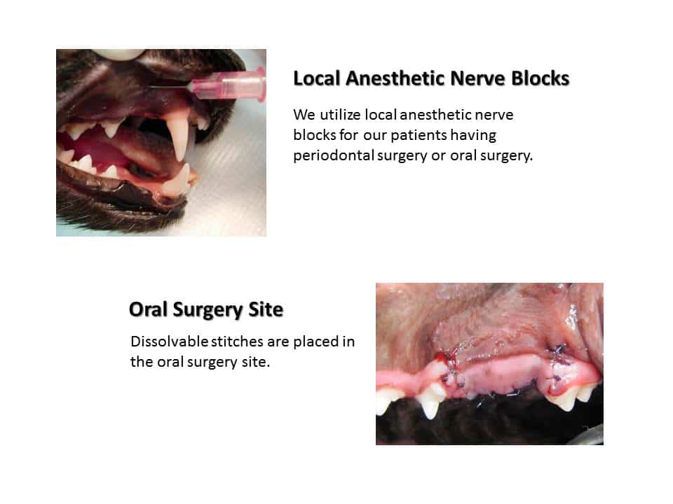 Dentistry Procedure at Associated Veterinary