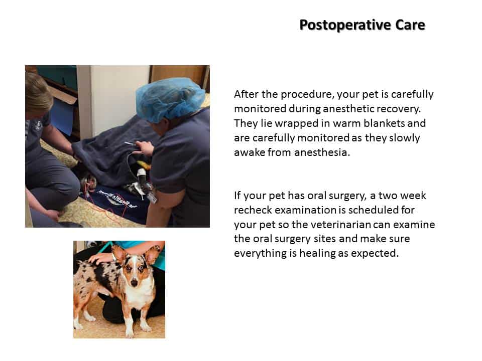 Dentistry Procedure at Associated Veterinary