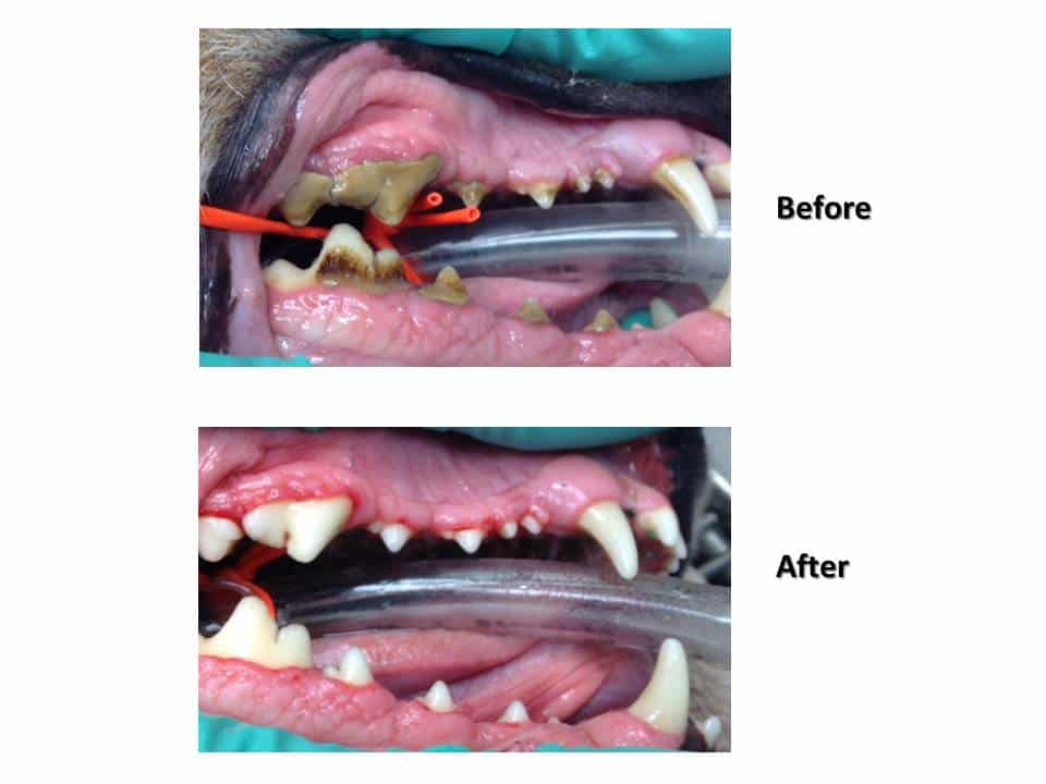 Dentistry Procedure at Associated Veterinary