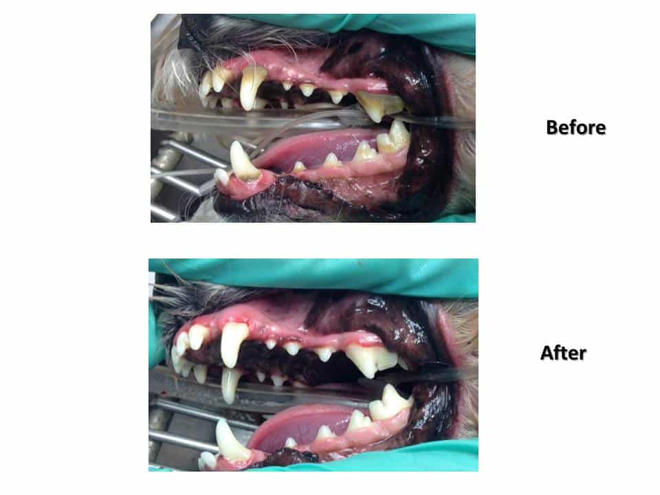 Dentistry Procedure at Associated Veterinary