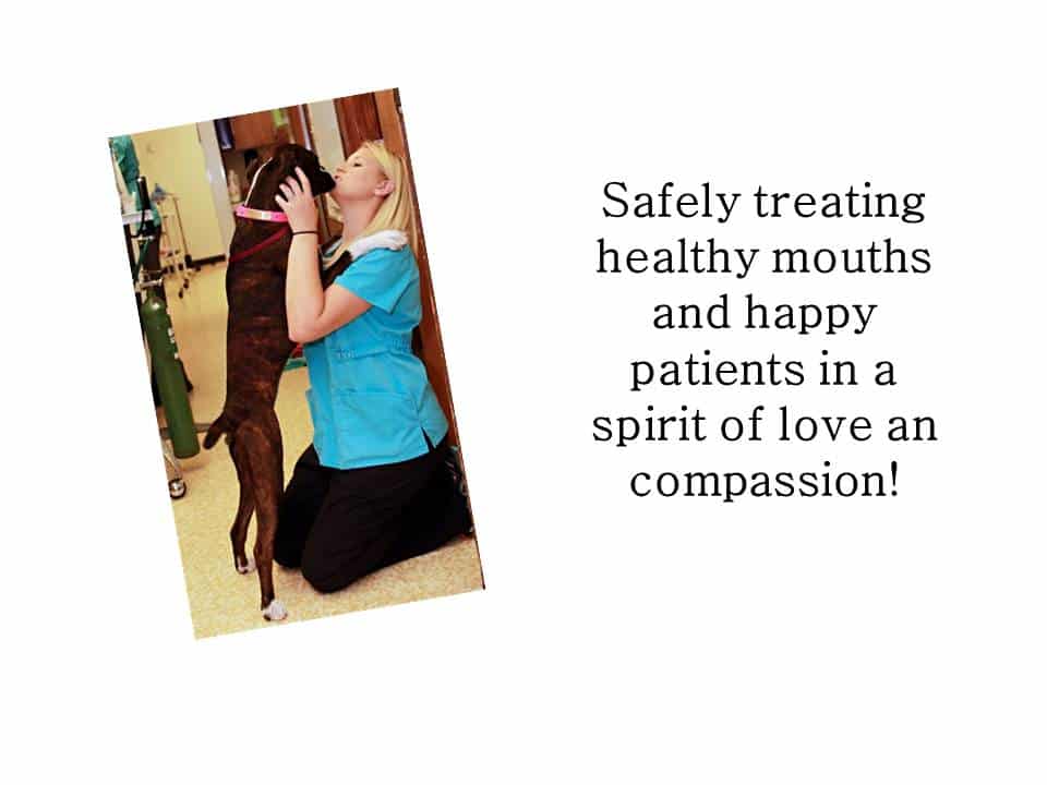 Dentistry Procedure at Associated Veterinary