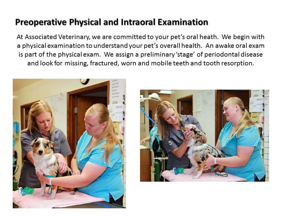 Dentistry Procedure at Associated Veterinary