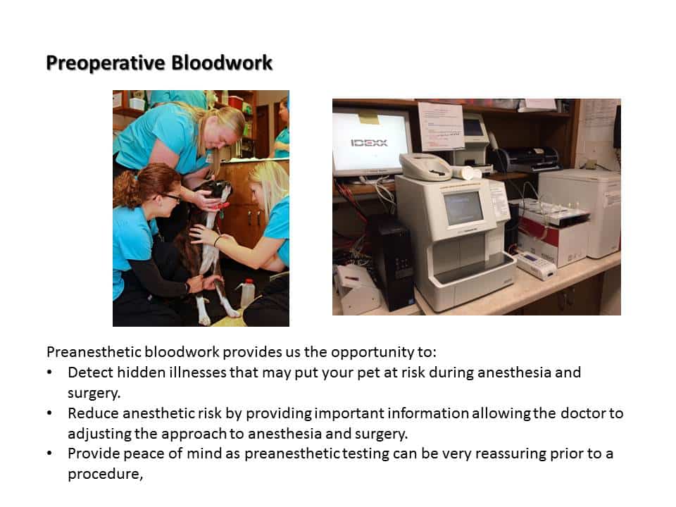 Dentistry Procedure at Associated Veterinary