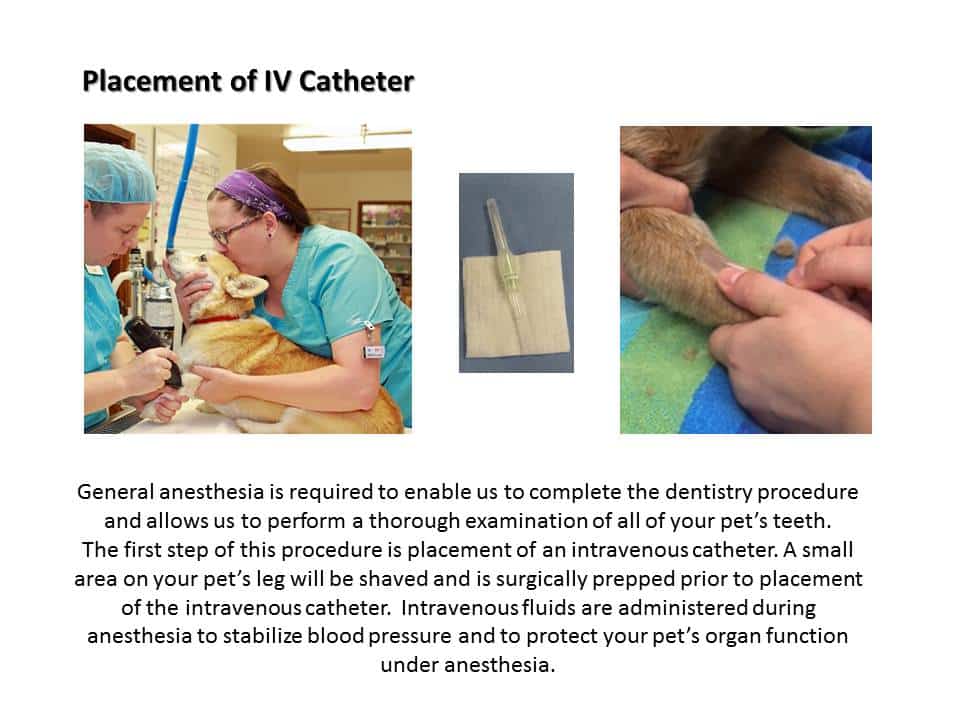 Dentistry Procedure at Associated Veterinary