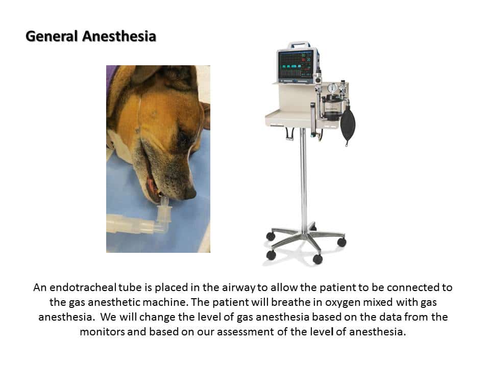Dentistry Procedure at Associated Veterinary