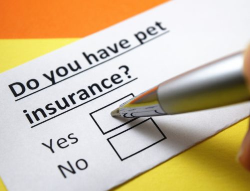 FAQs About Pet Insurance