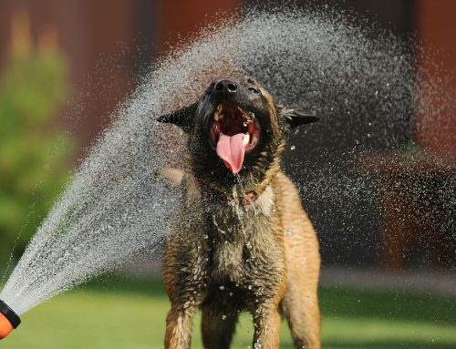 10 Cool Ways to Help Your Pet Beat the Heat