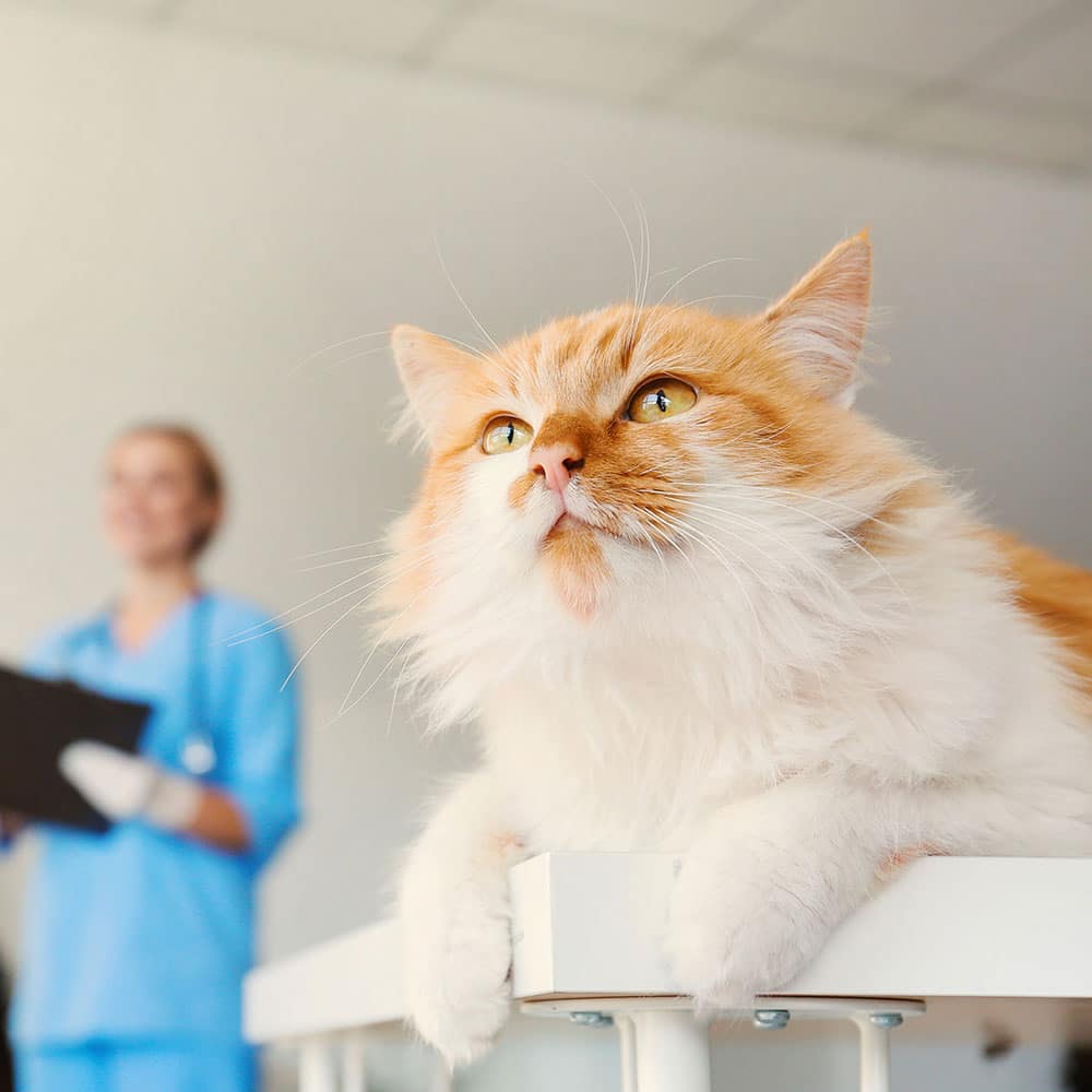 A fluffy orange and white cat sits on a table, looking upward with curiosity at the veterinarian. In the blurred background, a person in blue medical scrubs holds a clipboard, indicating a veterinary setting.