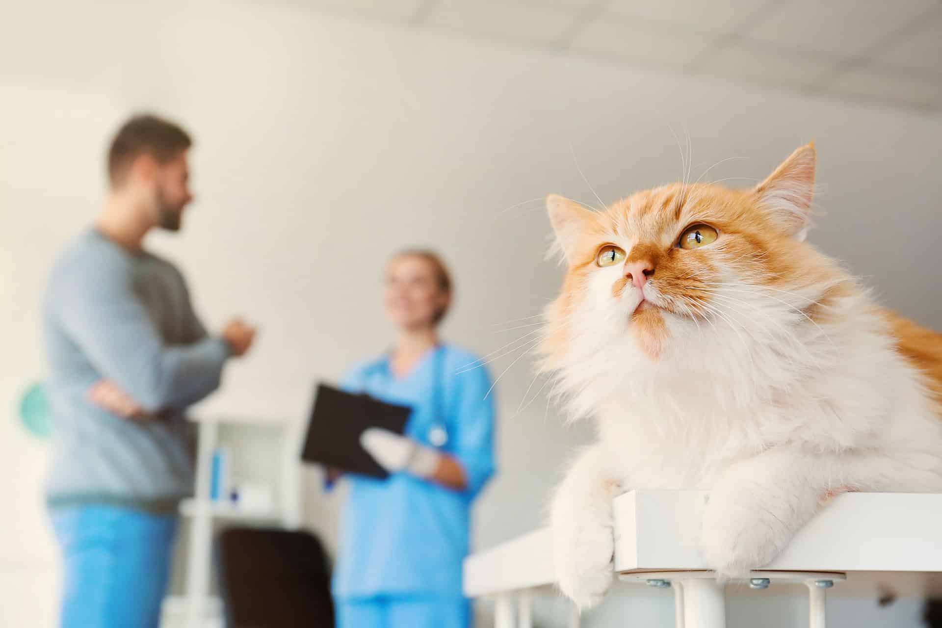 Close-up of an orange and white cat lying on a table, gazing upwards. In the blurred background, a veterinarian in a blue uniform holds a clipboard while talking to another person in a gray sweater.