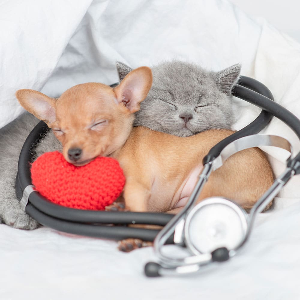 A puppy and a kitten snuggle under a blanket, with the puppy holding a red knitted heart. A veterinarian's stethoscope is draped over them, adding a cute medical theme to the cozy scene.