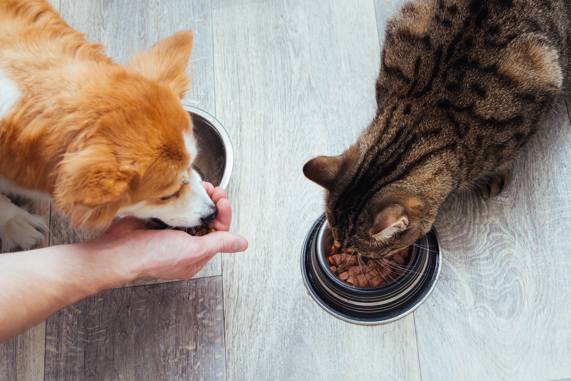 A fluffy dog is eating food from a person's hand, while a tabby cat enjoys its meal from a silver bowl. With the care of a trusted veterinarian, both animals thrive on the light wooden floor.