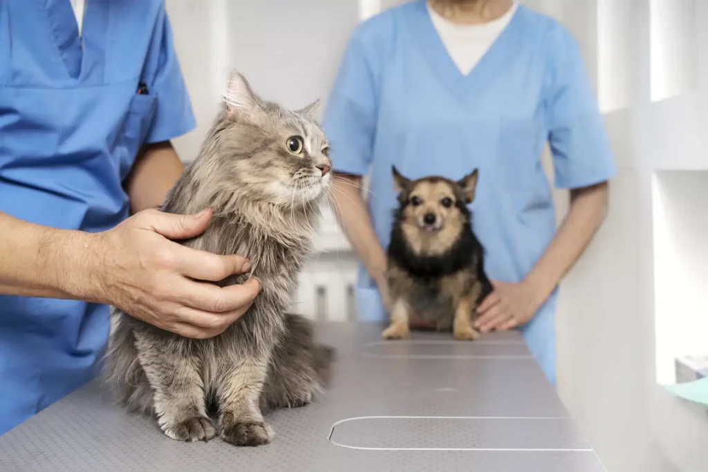 A fluffy gray cat and a small dog stand on an exam table, each held gently by a person in blue scrubs, in a brightly lit veterinary clinic.
