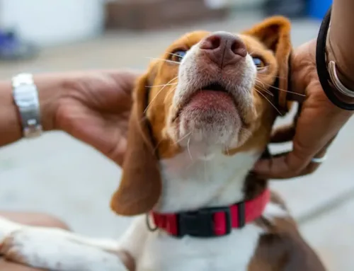 What To Do If Your Dog Has a Seizure