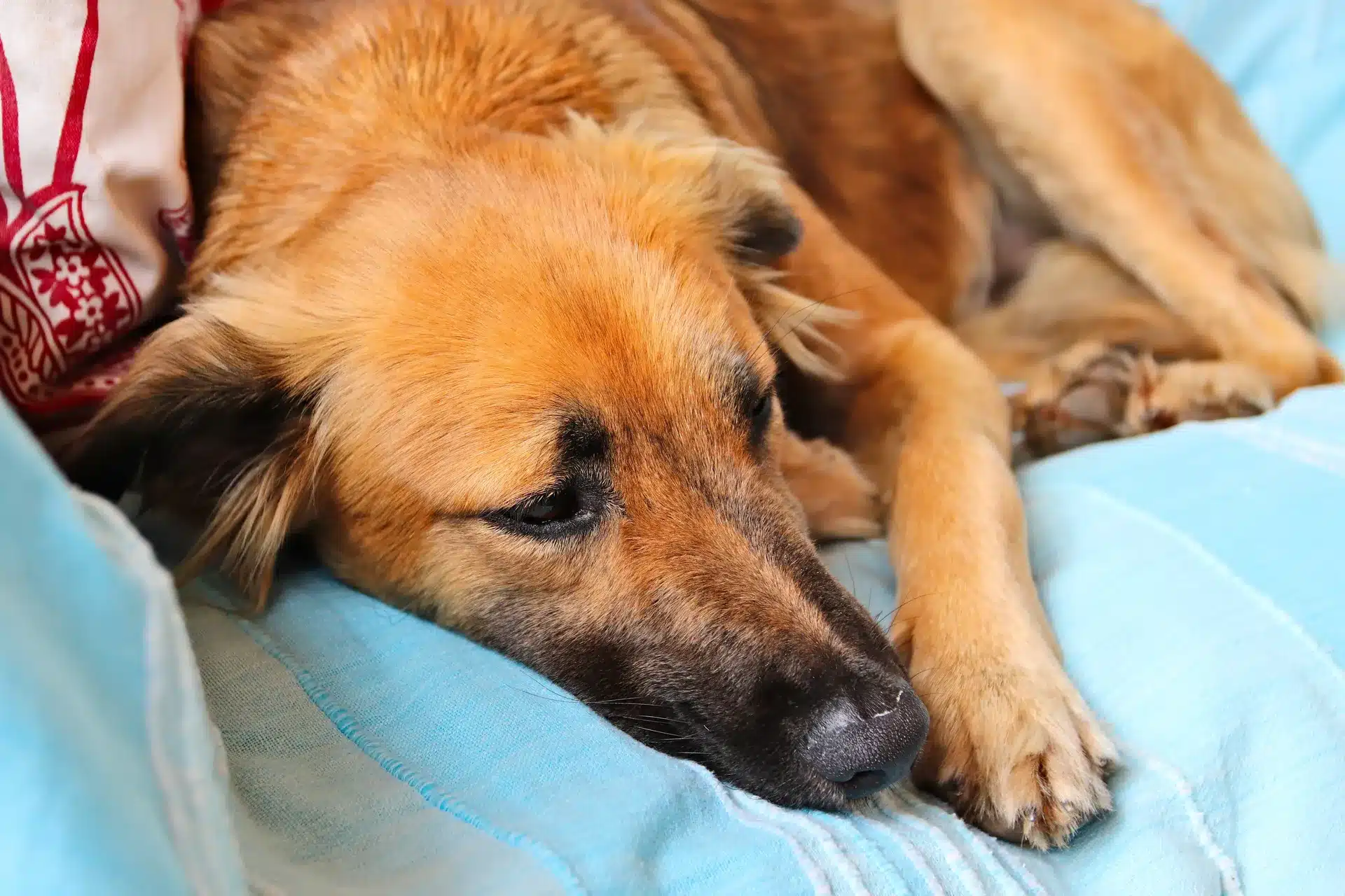 A brown dog with black markings on its face lies on a light blue blanket, resting its head on its front paw and looking calm and relaxed.