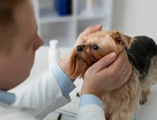 Pets, Parasites, and People