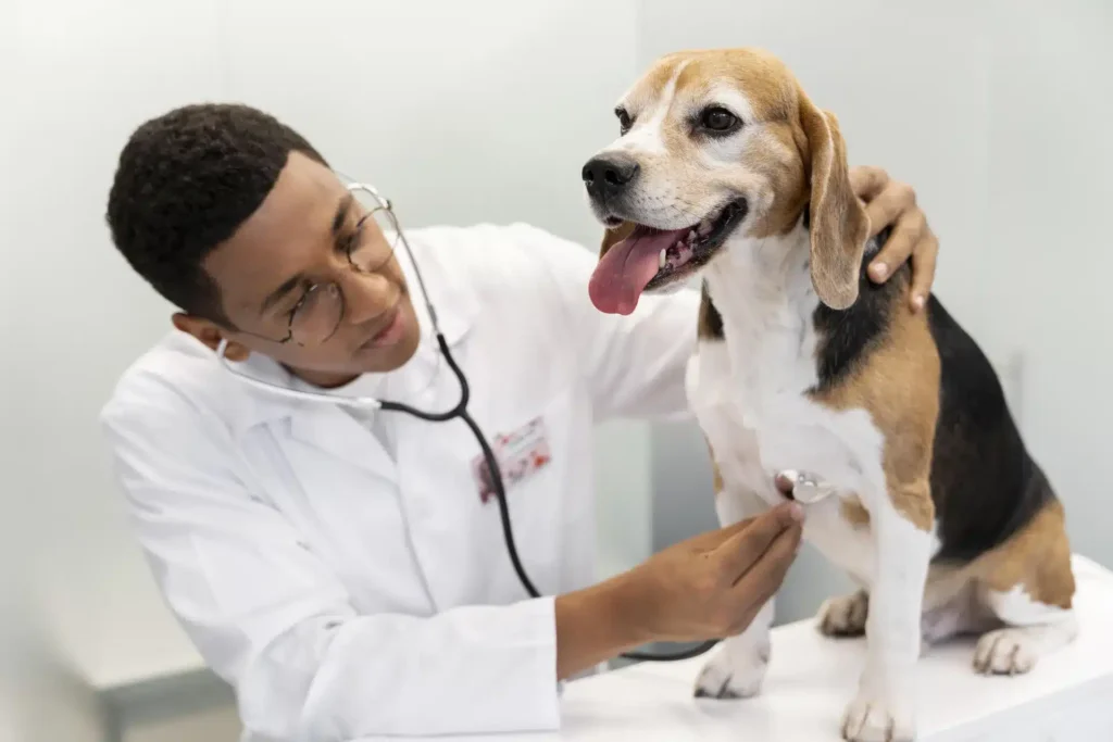 A veterinarian in a white coat uses a stethoscope to examine a happy beagle dog sitting on an exam table. The dog has its tongue out, and the vet gently holds its back while listening to its chest.