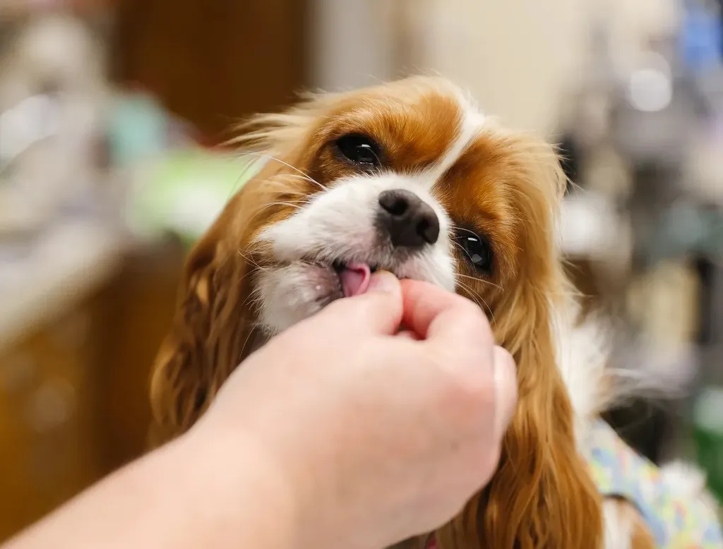 Nutritional Guidance, pet nutrition support Walla Walla, weight management for pets