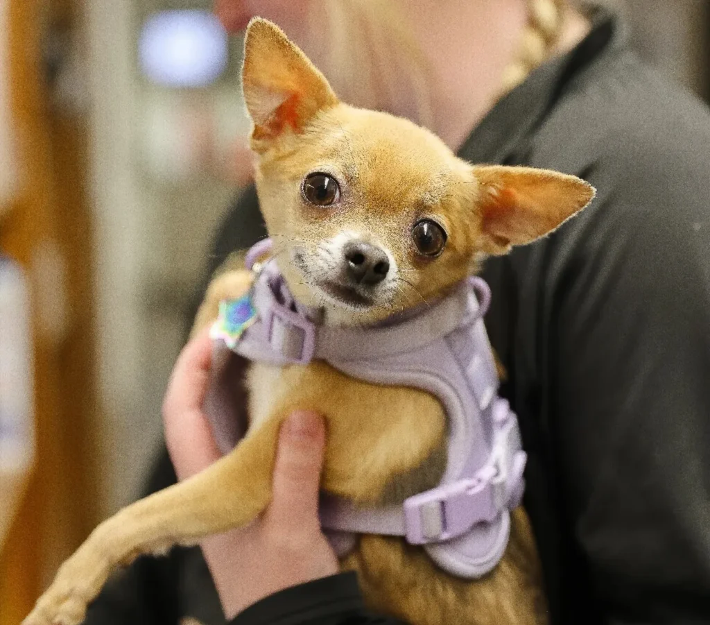 Senior and Geriatric Pet Care, senior pet wellness Walla Walla, geriatric veterinary services