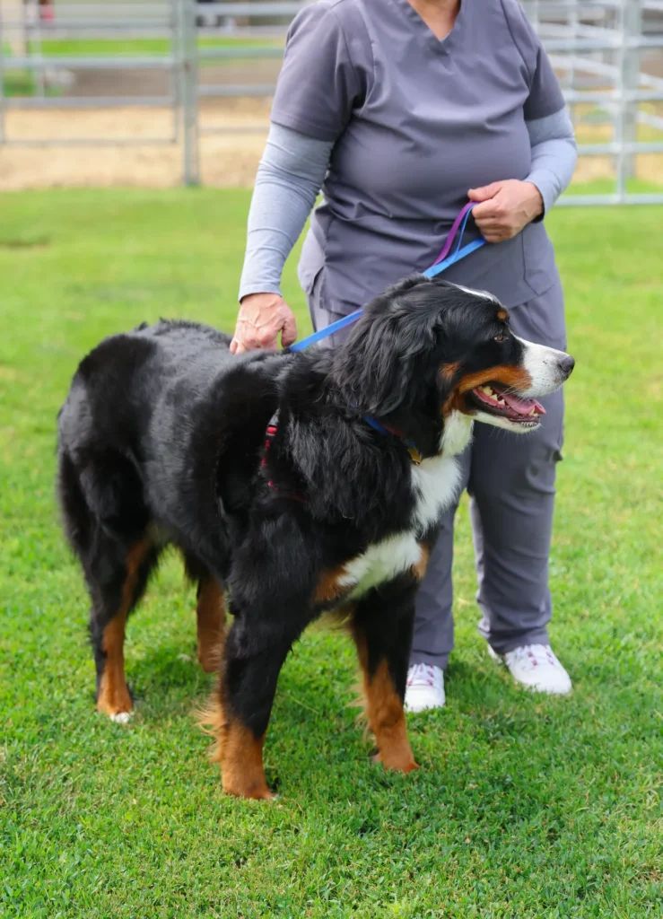 Senior and Geriatric Pet Care, senior pet wellness Walla Walla, geriatric veterinary services