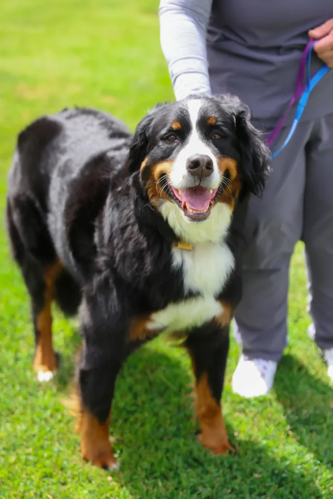 Wellness and Preventive Care, Walla Walla veterinary wellness exams, preventive pet care services