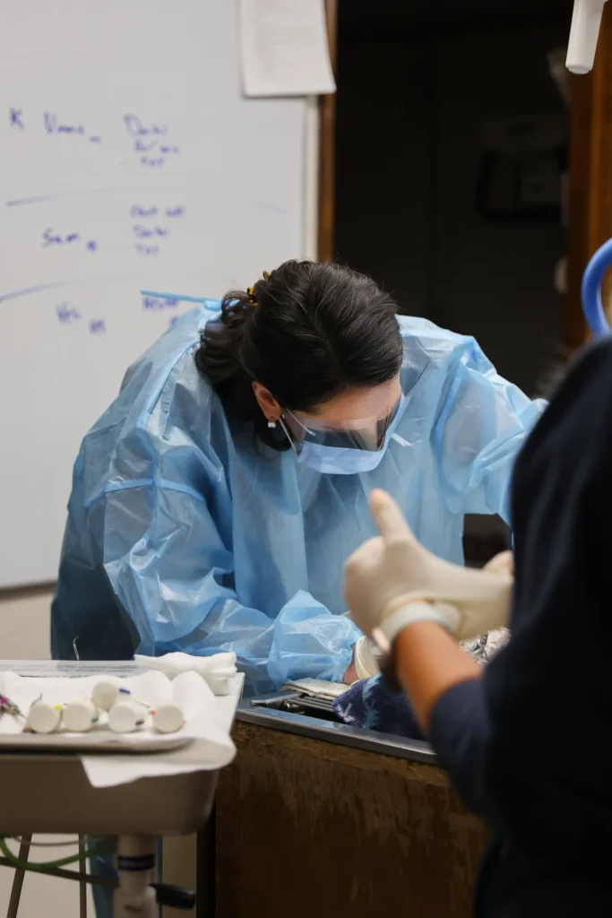 Surgery and Anesthesia, veterinary surgery in Walla Walla, pet anesthesia safety