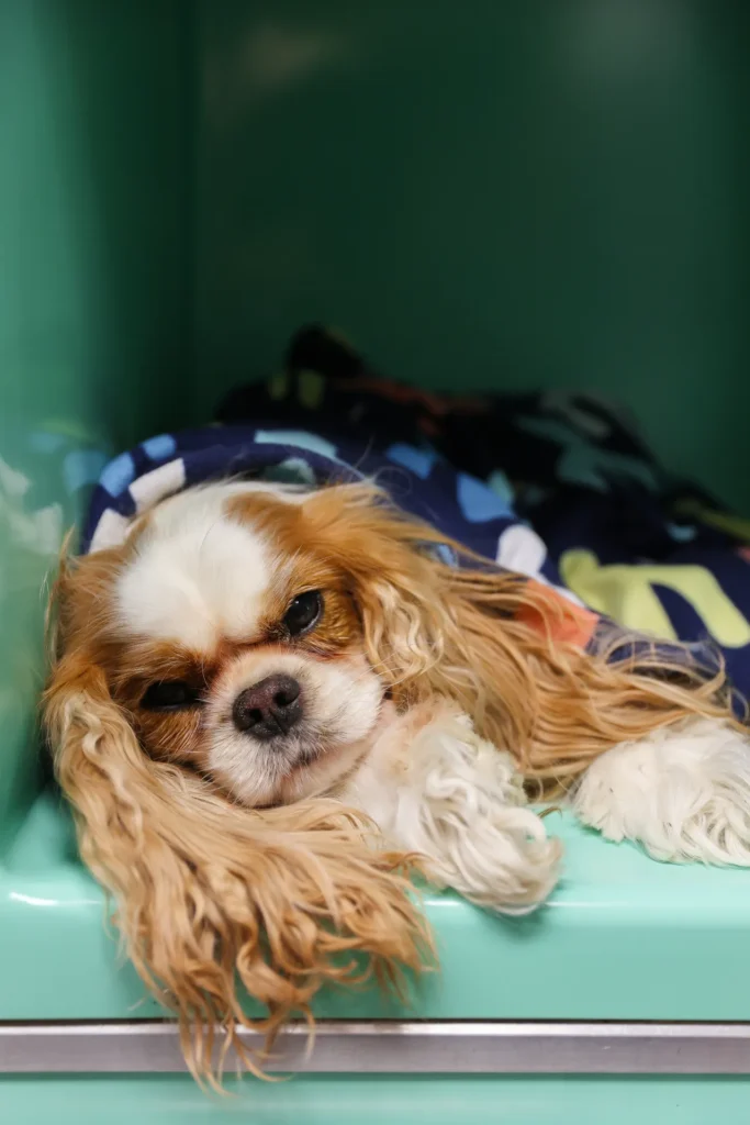 Pain Management, pet pain relief Walla Walla, veterinary pain management services