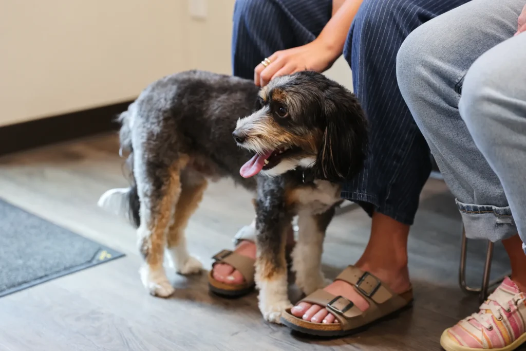 Vaccines, Parasite Prevention & Environmental Health, pet vaccines Walla Walla, parasite prevention for dogs and cats