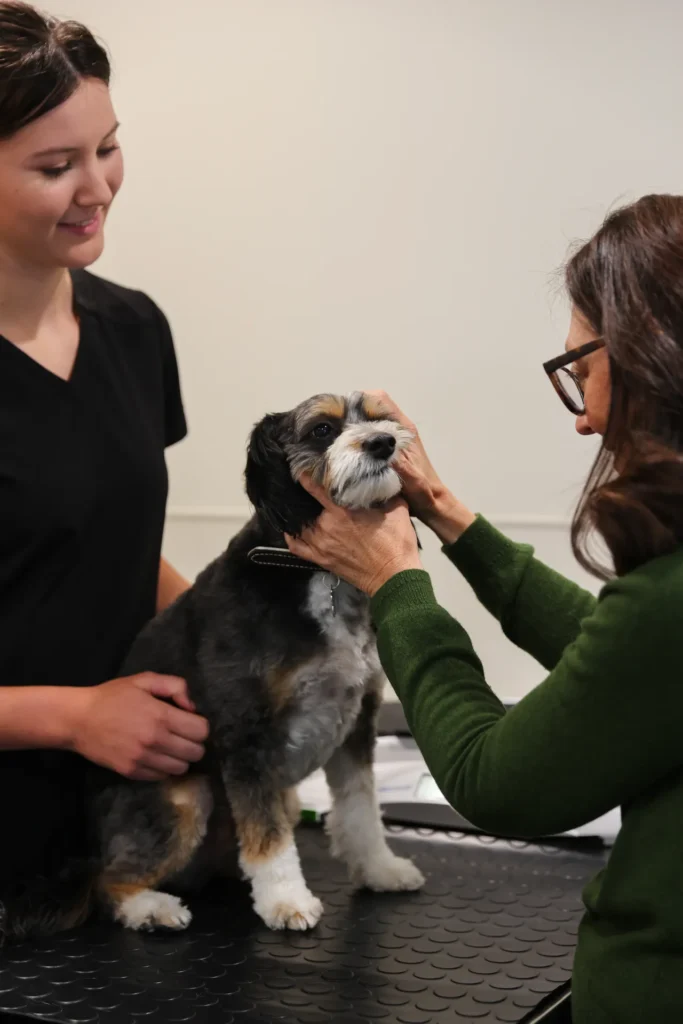 Dental Care, veterinary dental services Walla Walla, pet dental health care