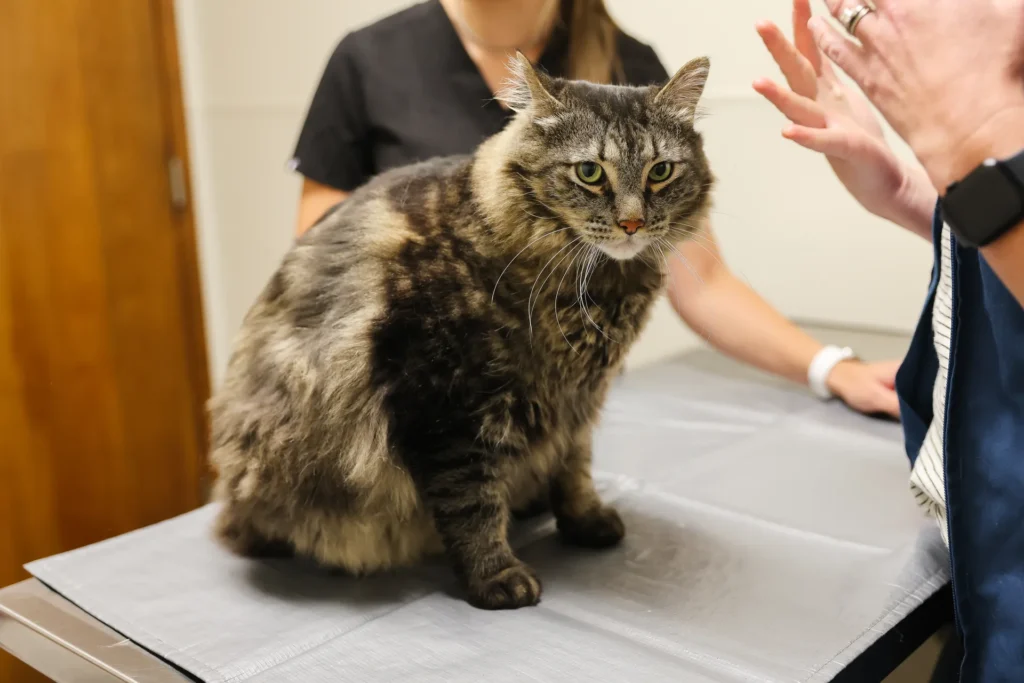 Microchipping, pet microchipping in Walla Walla, permanent pet identification services