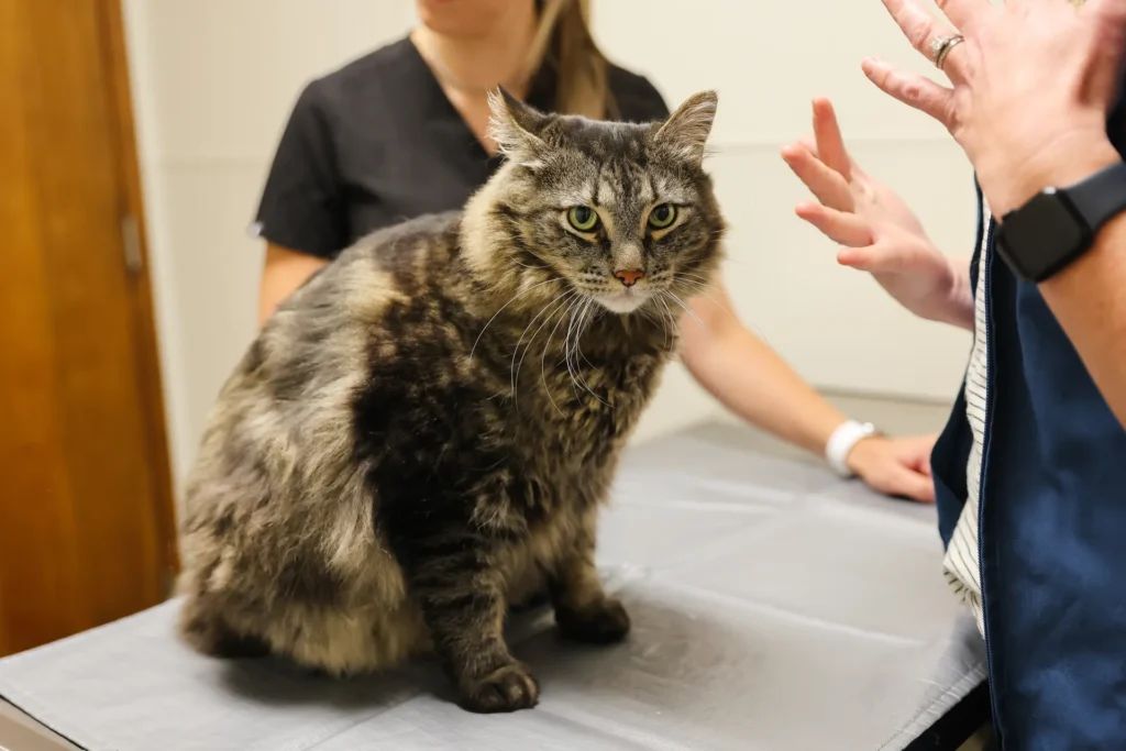 Wellness and Preventive Care, Walla Walla veterinary wellness exams, preventive pet care services