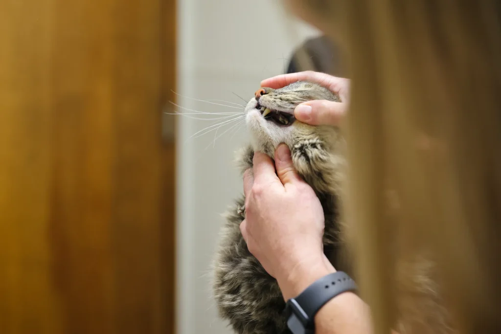 Dental Care, veterinary dental services Walla Walla, pet dental health care