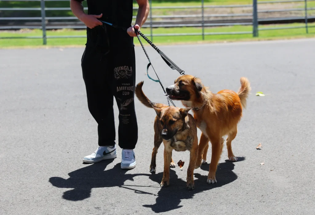 Senior and Geriatric Pet Care, senior pet wellness Walla Walla, geriatric veterinary services